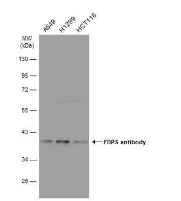 Western Blot: FDPS Antibody [NBP2-16463]