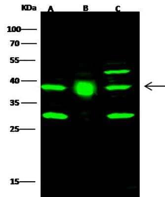 Western Blot: FDPS Antibody [NBP2-98461]