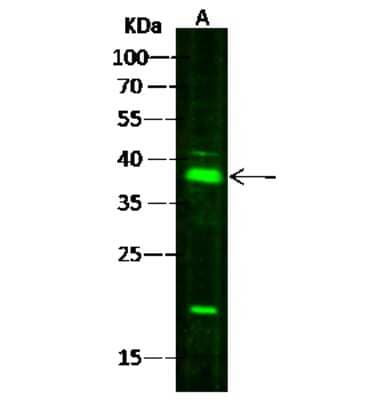 Western Blot: FDPS Antibody [NBP3-00099]