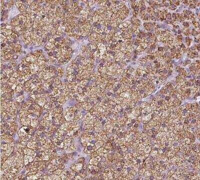 Immunohistochemistry-Paraffin: FDX1 Antibody [NBP1-89227]