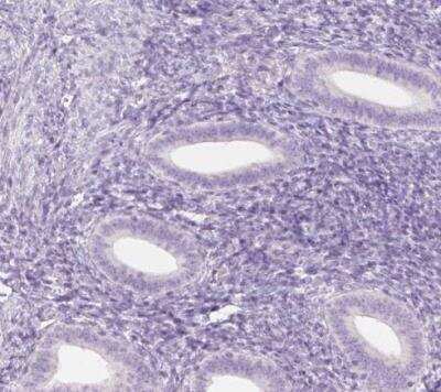 Immunohistochemistry-Paraffin: FDX1 Antibody [NBP1-89227]