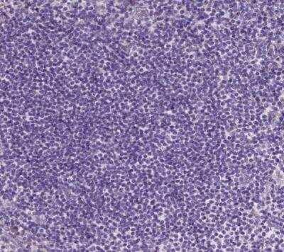 Immunohistochemistry-Paraffin: FDX1 Antibody [NBP1-89227]