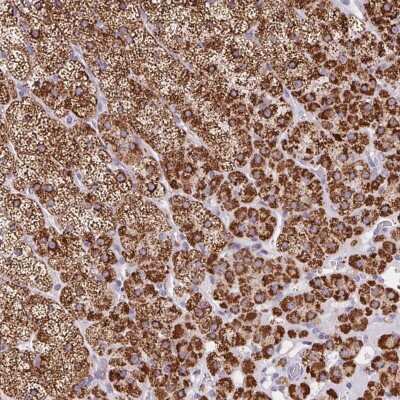 Immunohistochemistry-Paraffin: FDX1 Antibody [NBP2-38946]