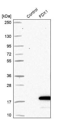 Western Blot: FDX1 Antibody [NBP1-89227]