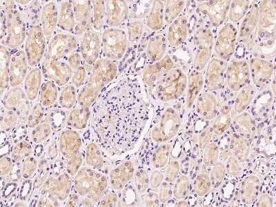 Immunohistochemistry-Paraffin: FE65 Antibody [NBP2-99557]