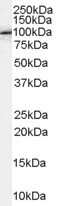 Western Blot: FE65 Antibody [NB100-41392]