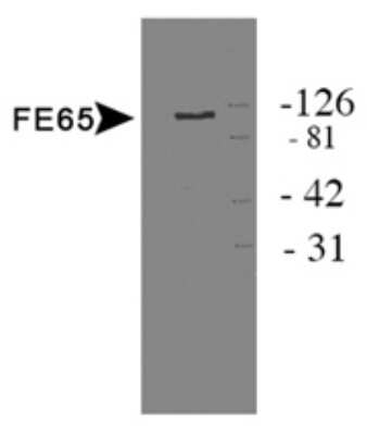 Western Blot: FE65 AntibodyBSA Free [NB110-58360]