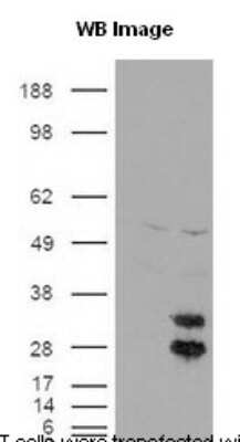 Western Blot: FE65 AntibodyBSA Free [NB110-58360]