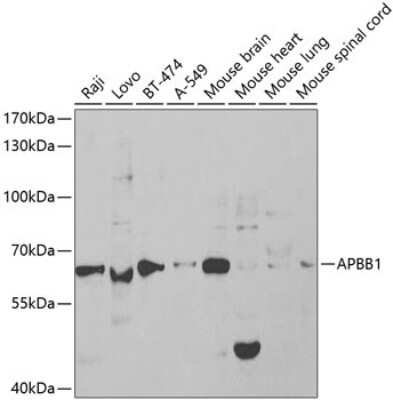 Western Blot: FE65 AntibodyBSA Free [NBP3-03692]