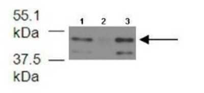 Western Blot: FECH Antibody [NBP1-54840]