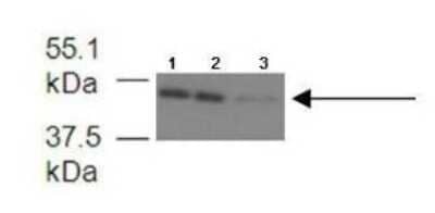 Western Blot: FECH Antibody [NBP1-54841]