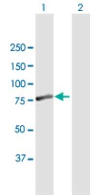 Western Blot: FEM1A Antibody [H00055527-B01P]