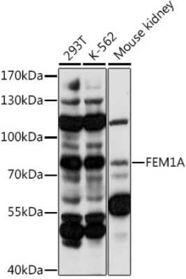 Western Blot: FEM1A AntibodyAzide and BSA Free [NBP3-04367]