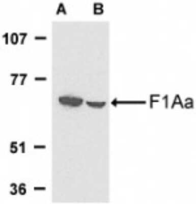 Western Blot: FEM1B AntibodyBSA Free [NBP1-77300]