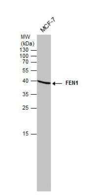 Western Blot: FEN-1 Antibody (4E7) [NB100-150]