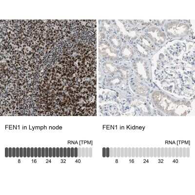 Immunohistochemistry-Paraffin: FEN-1 Antibody [NBP1-84697]