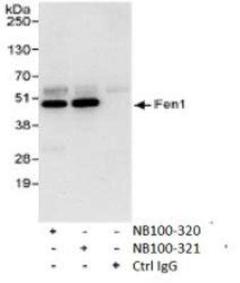 Immunoprecipitation: FEN-1 Antibody [NB100-320]
