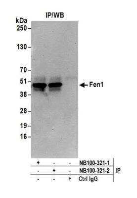 Immunoprecipitation: FEN-1 Antibody [NB100-321]
