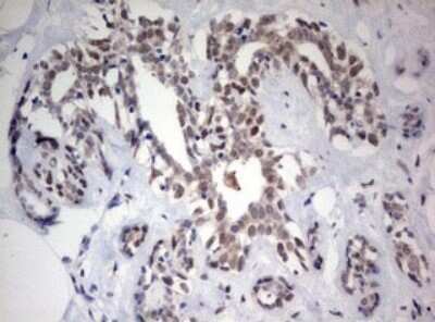 Immunohistochemistry: FEN-1 Antibody (OTI1F3) - Azide and BSA Free [NBP2-70716]