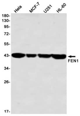 Western Blot: FEN-1 Antibody (S01-3I5) [NBP3-19863]