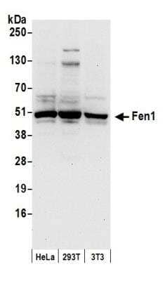 Western Blot: FEN-1 Antibody [NB100-320]