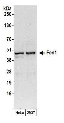 Western Blot: FEN-1 Antibody [NB100-321]