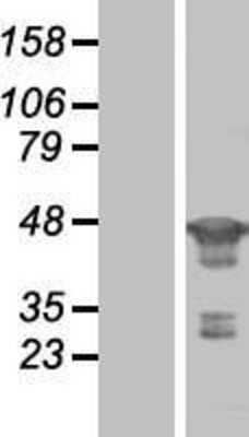 Western Blot: FEN-1 Overexpression Lysate [NBL1-10676]