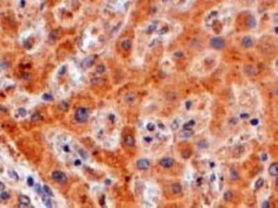 Immunohistochemistry-Paraffin: FENS1 Antibody [NB300-921]