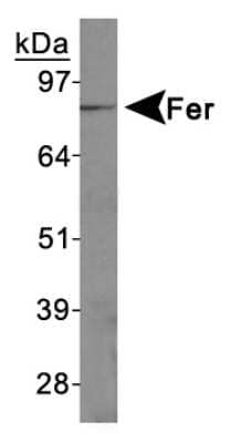 Western Blot: Fer AntibodyBSA Free [NBP1-20089]