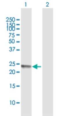 Western Blot: FERD3L Antibody [H00222894-B01P]