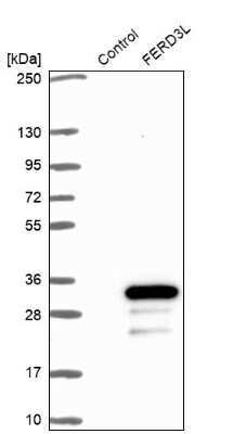 Western Blot: FERD3L Antibody [NBP1-91897]