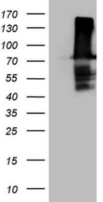 Western Blot: FERMT3/URP2 Antibody (OTI3C7)Azide and BSA Free [NBP2-72241]