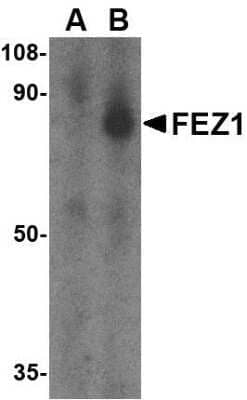 Western Blot: FEZ1 AntibodyBSA Free [NBP1-76395]