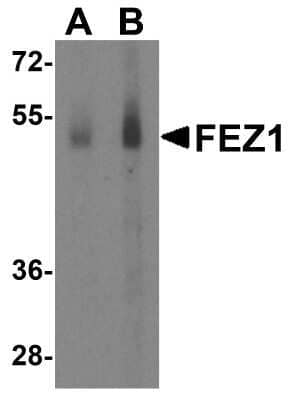 Western Blot: FEZ1 AntibodyBSA Free [NBP1-76395]