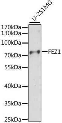 Western Blot: FEZ1 AntibodyAzide and BSA Free [NBP3-04462]