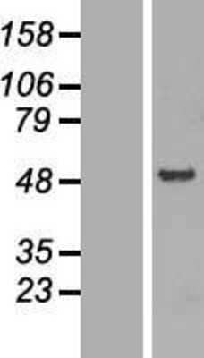 Western Blot: FEZ1 Overexpression Lysate [NBL1-10679]