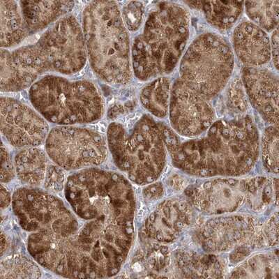 Immunohistochemistry-Paraffin: FEZ2 Antibody [NBP1-90909]
