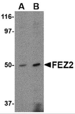 Western Blot: FEZ2 AntibodyBSA Free [NBP2-81716]