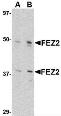 Western Blot: FEZ2 AntibodyBSA Free [NBP2-81717]