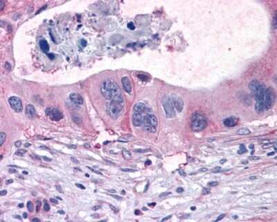 Immunohistochemistry-Paraffin: FFAR1/GPR40 Antibody - BSA Free [NLS1595]