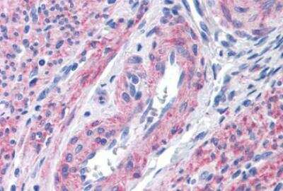Immunohistochemistry-Paraffin: FFAR1/GPR40 Antibody - BSA Free [NLS1595]