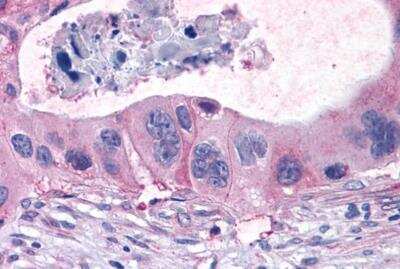 Immunohistochemistry-Paraffin: FFAR1/GPR40 Antibody - BSA Free [NLS1595]