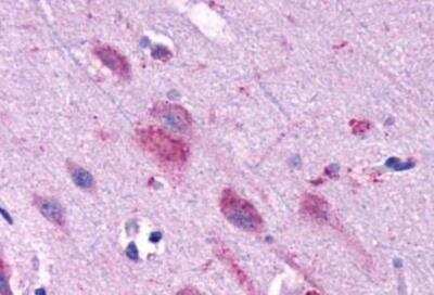 Immunohistochemistry-Paraffin: FFAR1/GPR40 Antibody - BSA Free [NLS1595]