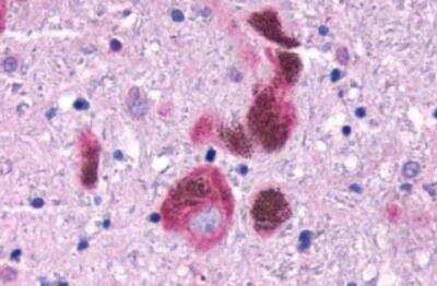 Immunohistochemistry-Paraffin: FFAR1/GPR40 Antibody - BSA Free [NLS1595]