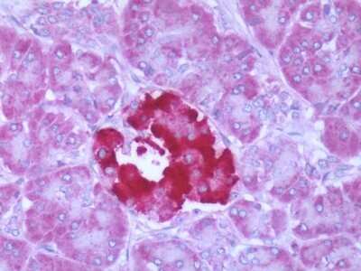 Immunohistochemistry-Paraffin: FFAR1/GPR40 Antibody - BSA Free [NLS1599]