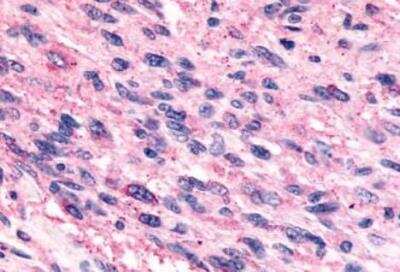 Immunohistochemistry-Paraffin: FFAR1/GPR40 Antibody - BSA Free [NLS1599]
