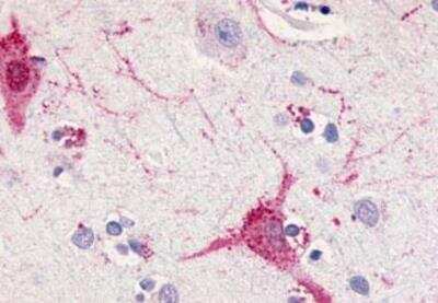 Immunohistochemistry-Paraffin: FFAR1/GPR40 Antibody - BSA Free [NLS1599]