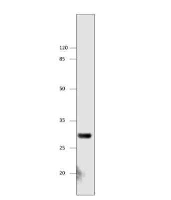 Western Blot: FFAR1/GPR40 Antibody [NBP3-12467]