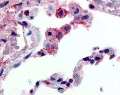 Immunohistochemistry-Paraffin: FFAR2/GPR43 Antibody - BSA Free [NBP1-02357]