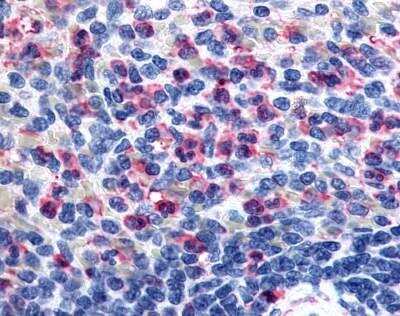 Immunohistochemistry-Paraffin: FFAR2/GPR43 Antibody - BSA Free [NLS6599]